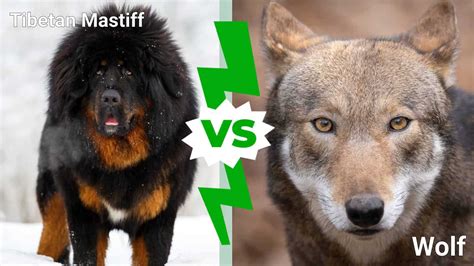 tibetan mastiff vs wolf reddit